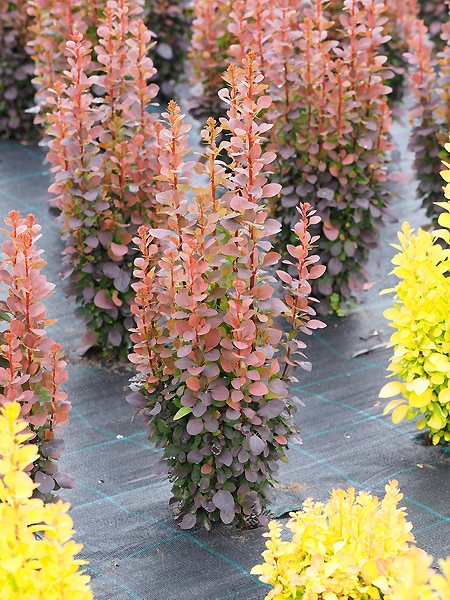Berberis thunbergii 'Dariusz'